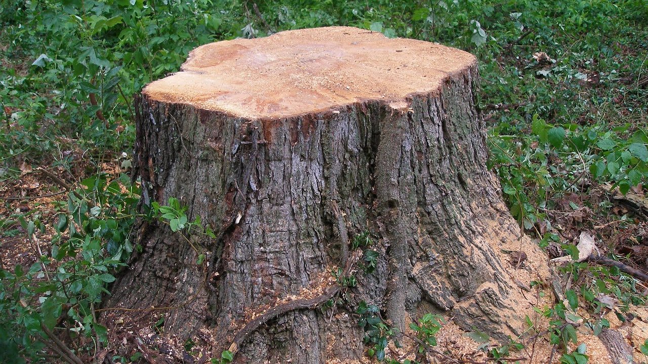 Главная картинка новости: Проще, чем кажется: как быстро удалить пень без химии и специальной техники