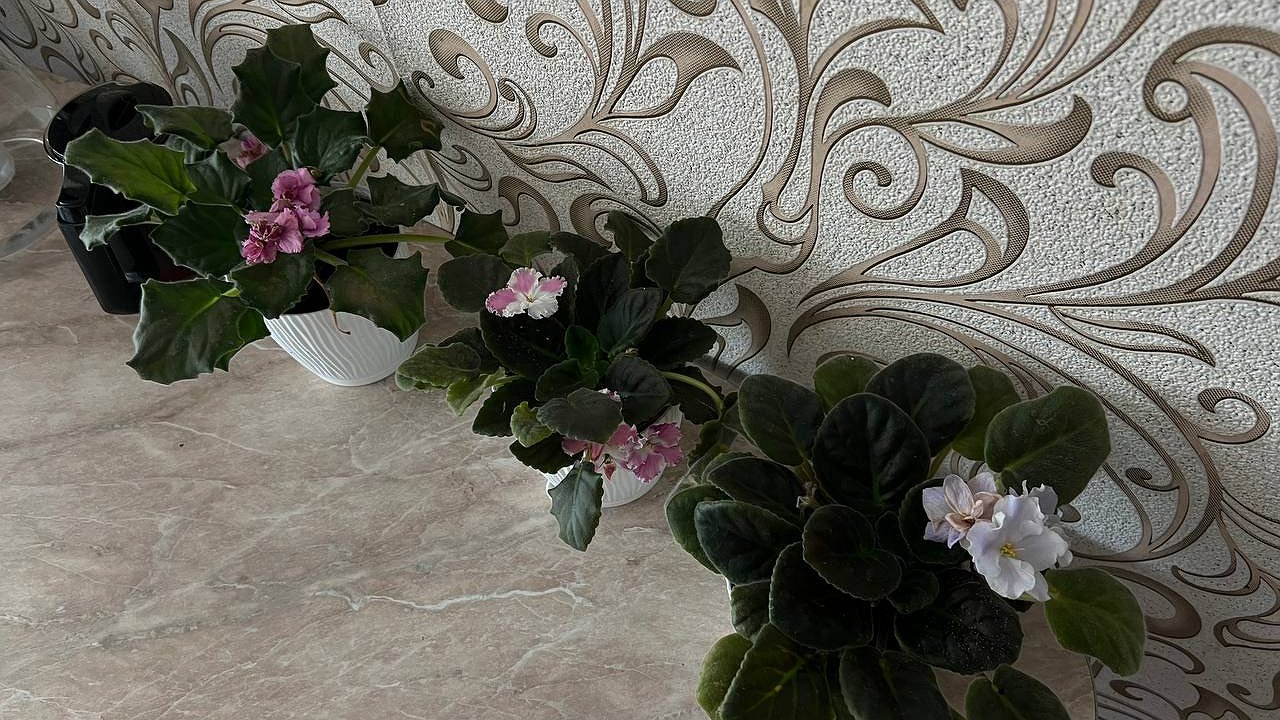 Главная картинка новости: Простой способ заставить фиалки цвести: что положить в плошку на подоконнике