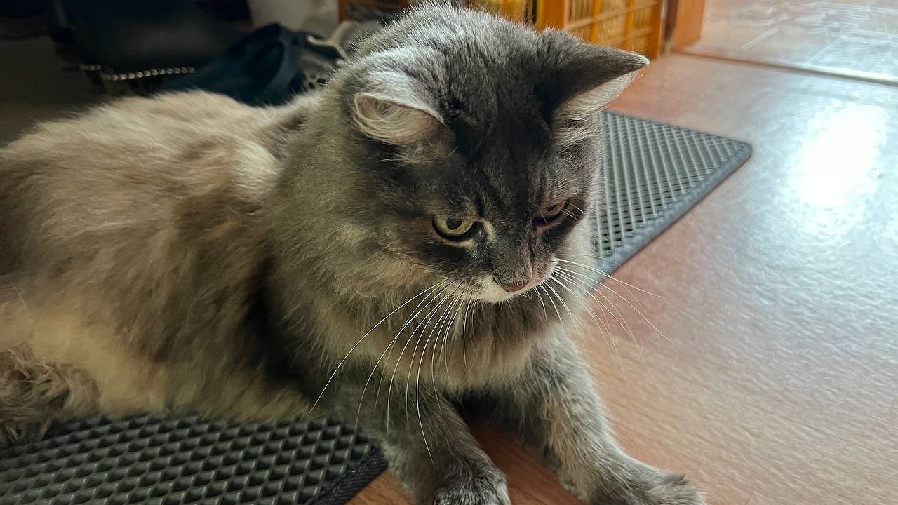 Главная картинка новости: Настоящее спасение от запаха кошачьей мочи: почему обычные средства не помогают и что использовать вместо них