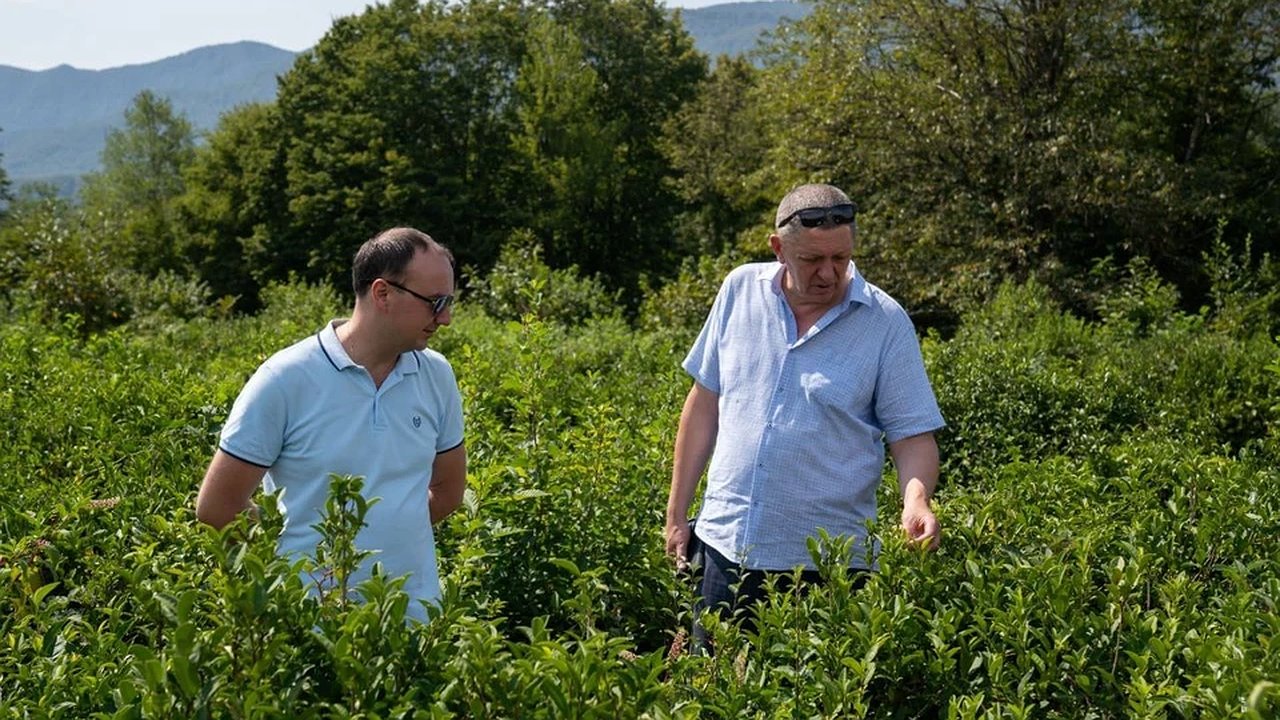 Главная картинка новости: Исторический урожай: чаеводы Туапсе впервые за десятилетие собрали более 100 кг чайного листа