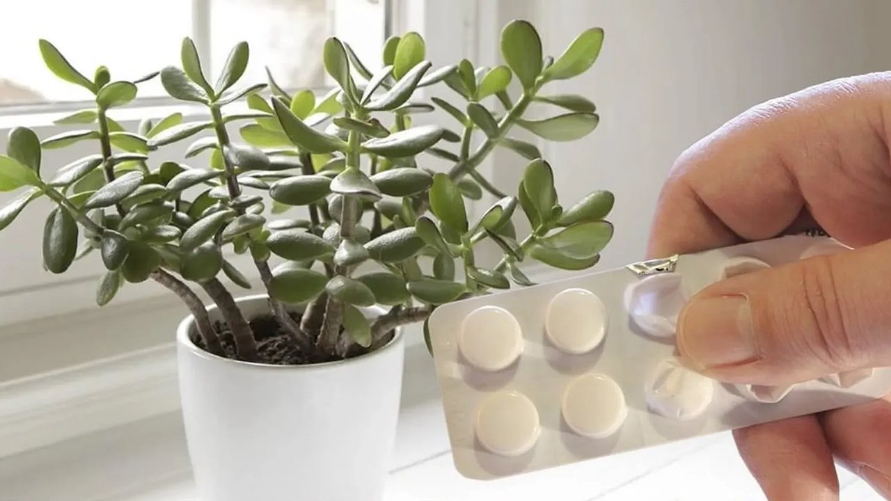 Главная картинка новости: Аспирин заставит денежное дерево цвести: простой способ за 100 рублей