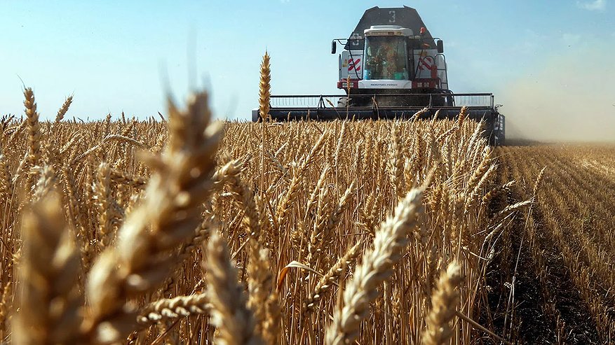 Главная картинка новости: Кубань экспортировала на 54% меньше зерна: почему снизились поставки за рубеж
