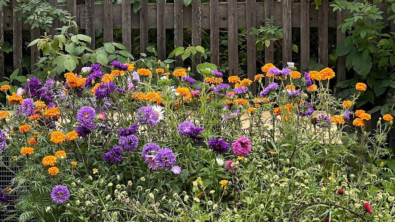 Главная картинка новости: Садовод рассказал, от каких цветов лучше отказаться после неудачного сезона
