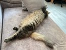 Зачем кошка закрывает морду лапой во время сна: главные причины шокировали