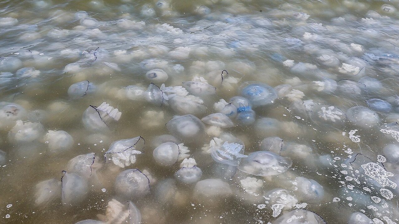 Главная картинка новости: Миллионы тонн медуз атакуют побережье: ученые назвали причину экологической катастрофы в Азовском море