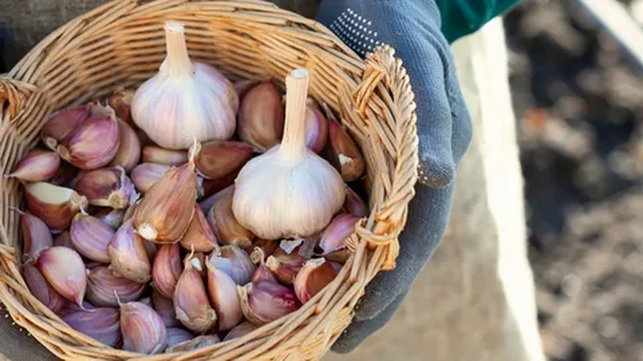 Главная картинка новости: Чеснок размером с кулак: секретная подготовка грядок в октябре для рекордного урожая