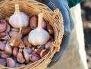 Чеснок размером с кулак: секретная подготовка грядок в октябре для рекордного урожая