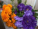 Как вырастить пышные астры к 1 сентября: 5 главных ошибок, которые губят цветение
