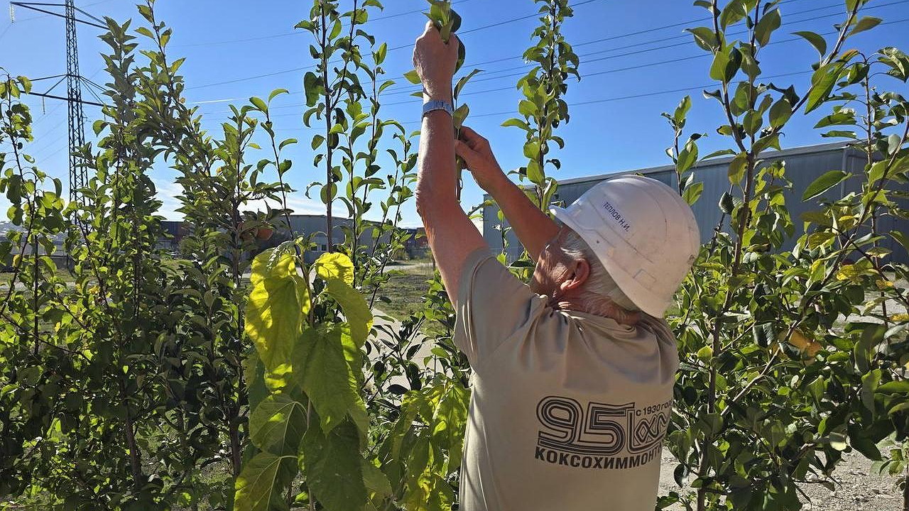 Главная картинка новости: Инжир и персики вместо заводских труб: в Новороссийске промзона превращается в цветущий сад