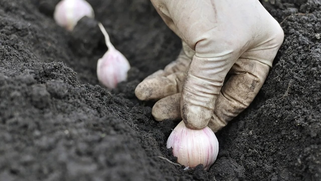 Главная картинка новости: Соседи плачут от зависти: я «поливаю» чеснок песком, а осенью собираю урожай-гигант