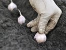 Соседи плачут от зависти: я «поливаю» чеснок песком, а осенью собираю урожай-гигант