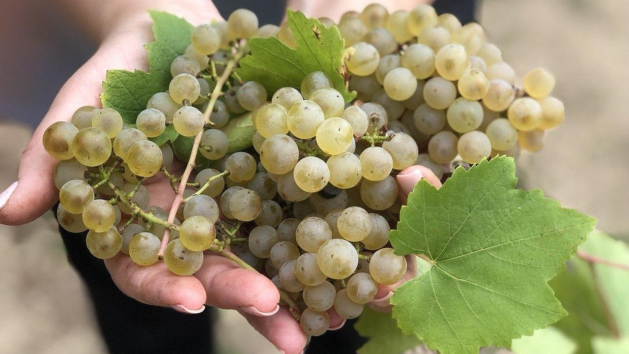 Главная картинка новости: «Виноградный сезон открыт: «Абрау-Дюрсо» разрешило бесплатно собирать ягоды на своих плантациях»