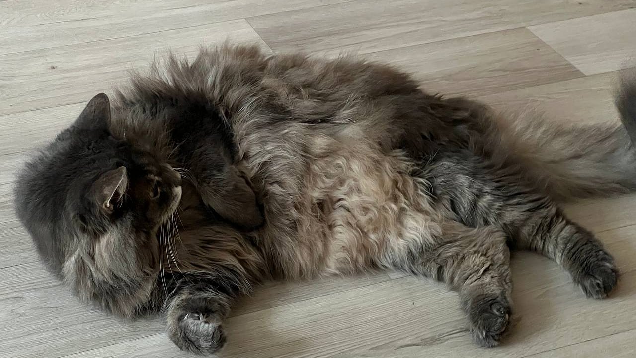 Главная картинка новости: У вашей кошки висит мешок на животе: ветеринар назвал 3 случая, когда это смертельно опасно