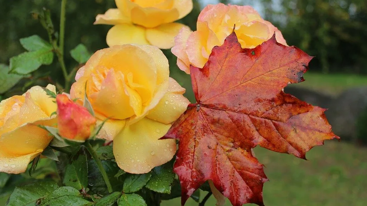 Главная картинка новости: Срочно для садоводов: эксперты назвали 3 сигнала, когда можно укрывать розы. Осенняя ловушка уже ждет