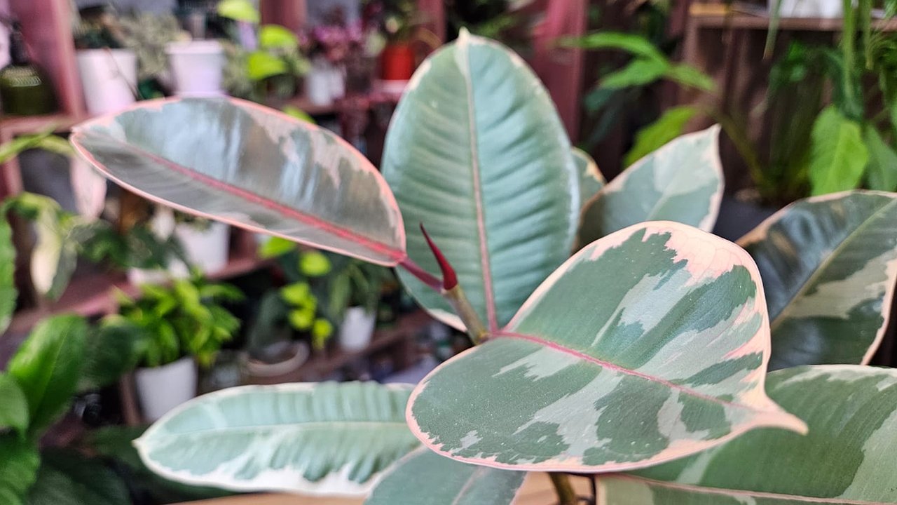 Главная картинка новости: Раскрыт секрет пышного фикуса: почему обычная обрезка только вредит растению и что делать вместо этого