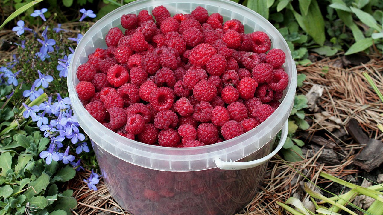 Главная картинка новости: Правильная обрезка малины в октябре: как я увеличила урожай в 4 раза