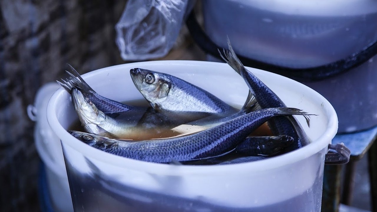 Главная картинка новости: Чем опасна селедка из пластиковых ведер: мнение специалистов