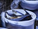 Чем опасна селедка из пластиковых ведер: мнение специалистов
