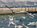 Новороссийск запускает «зимние пляжи» для отдыха в межсезонье
