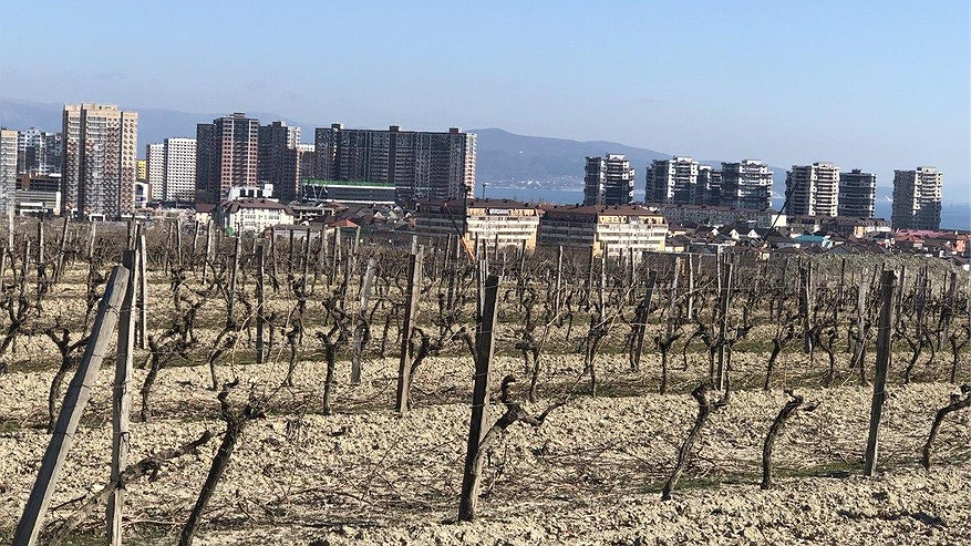 Главная картинка новости: В Госдуму внесли законопроект о защите виноградников Новороссийска от застройки