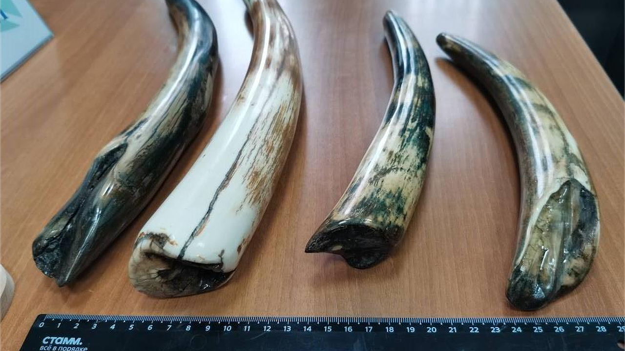 Главная картинка новости: Жителю Новороссийска грозит до 5 лет тюрьмы за контрабанду зубов мамонта