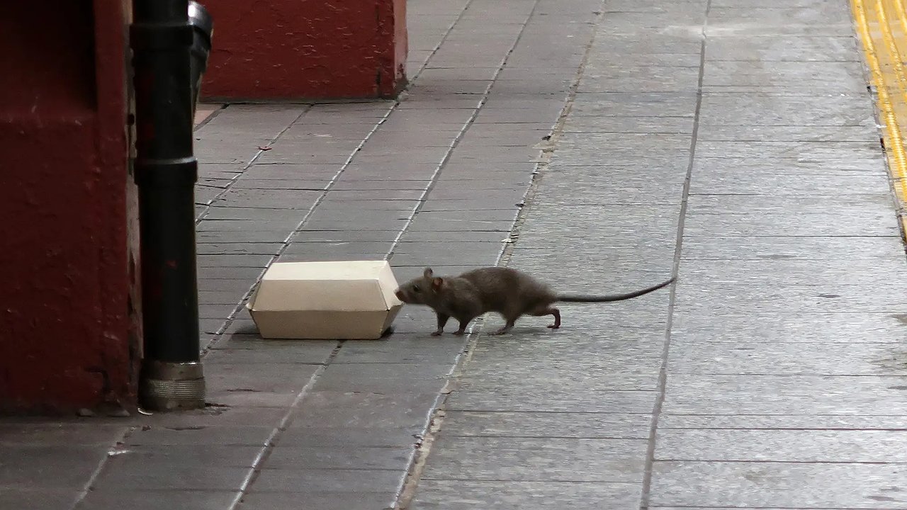 Главная картинка новости: Крыса легко переносит яды, бетон и морозы, но навсегда уйдёт, если почувствует этот запах