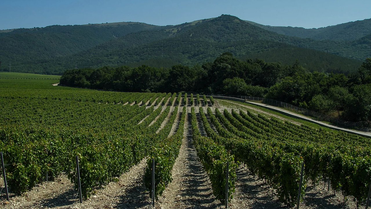 Главная картинка новости: Кубань стала лидером органического виноделия: Роскачество включило край в тройку лучших винных регионов России