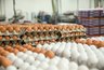 Миниатюра новости: Новороссийская птицефабрика раскрыла планы расширения: 70 миллионов яиц в год и новые рабочие места