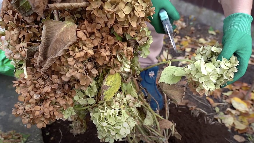 Главная картинка новости: Без кирпичей и прищепок: хитрое укрытие для капризной гортензии на зиму - ветер не сорвет такую конструкцию