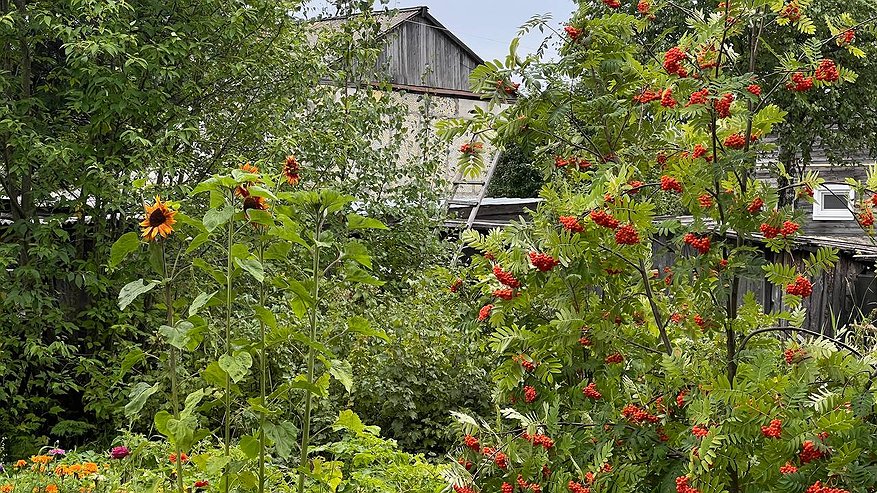 Главная картинка новости: Золотая осень в саду: 7 шагов для триумфа в новом сезоне