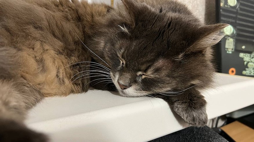 Главная картинка новости: Как определить истинный возраст кошки за 5 минут: секрет, который знают только ветеринары - года тут ни при чем