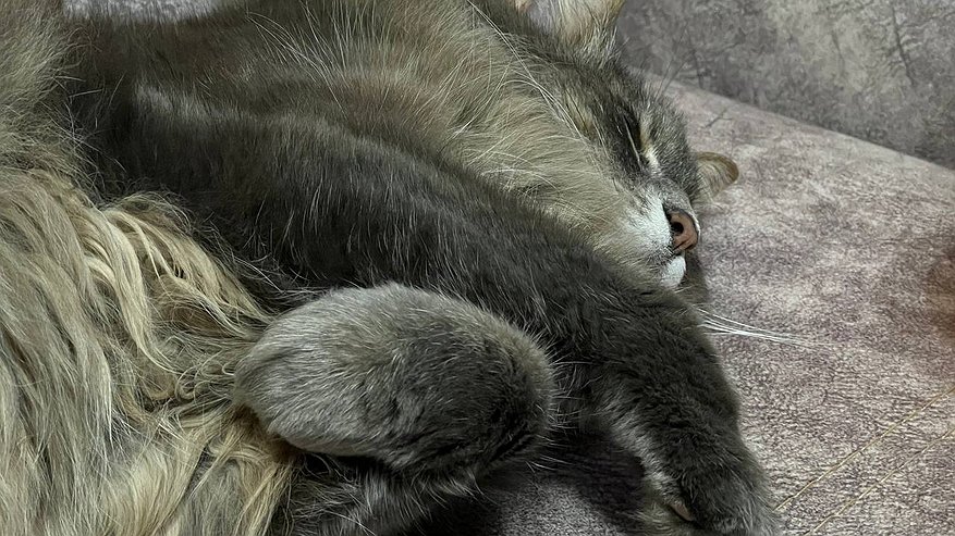 Главная картинка новости: Сколько лет максимально могут прожить кошки при хорошем домашнем уходе: долгожители уверенно переходят рубеж в 30 лет