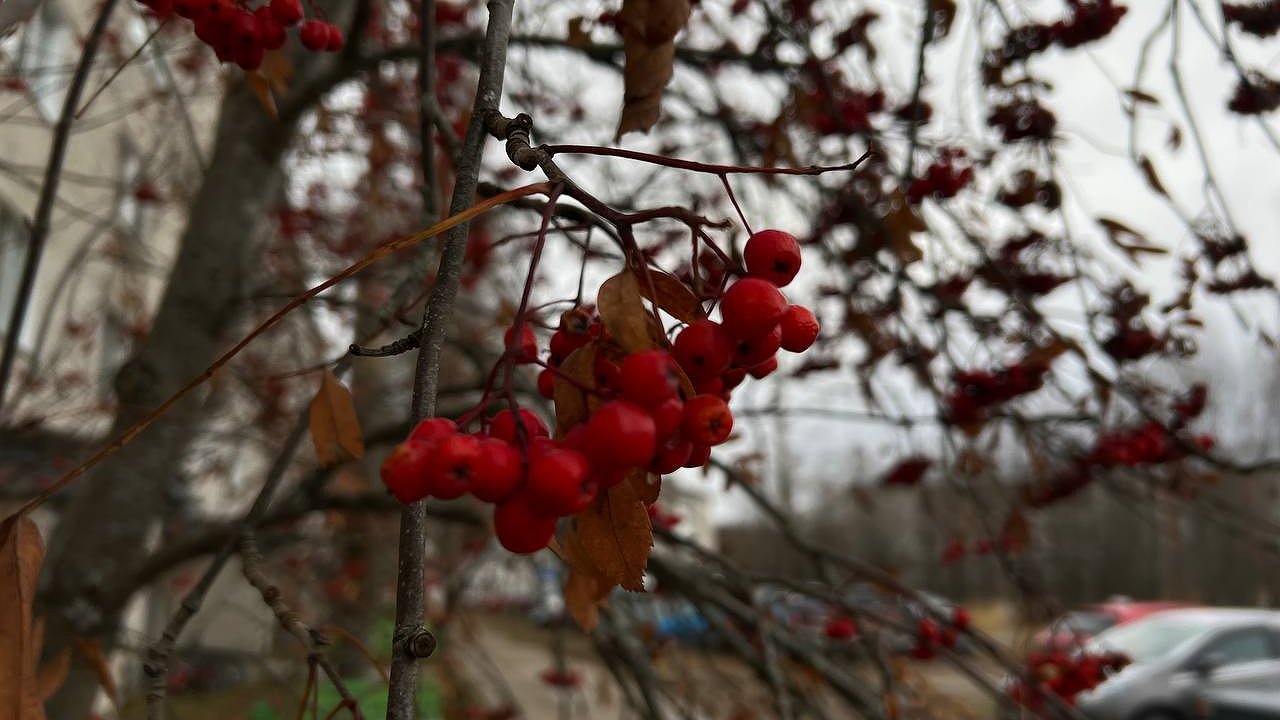 Главная картинка новости: Вильфанд сообщил о температурной аномалии: почему ноябрь на юге России удивит даже местных жителей