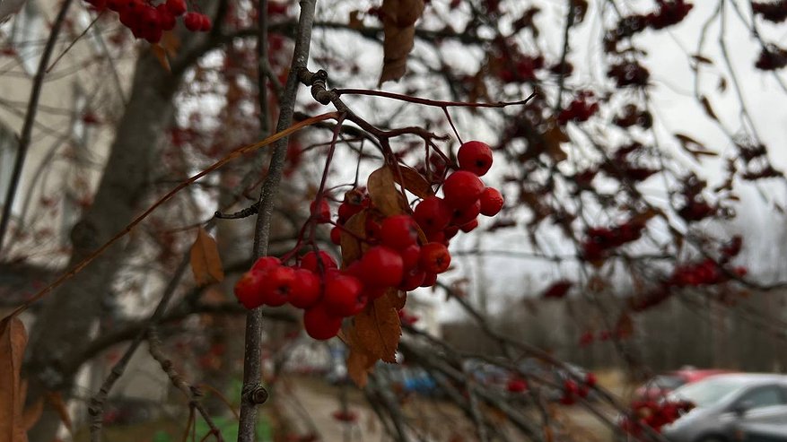 Главная картинка новости: Вильфанд сообщил о температурной аномалии: почему ноябрь на юге России удивит даже местных жителей