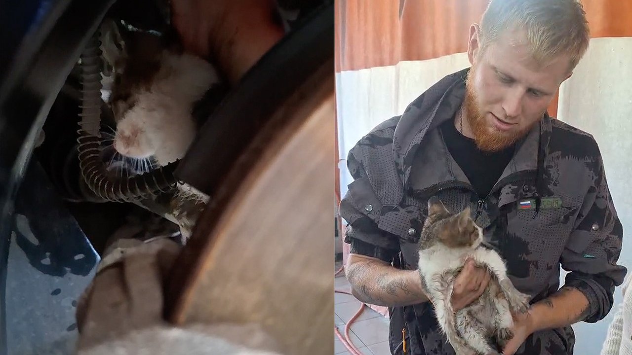 Главная картинка новости: «Как она туда залезла?»: в Новороссийске спасатели чудом вытащили котенка-девочку из автомобильной ловушки