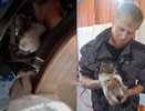 «Как она туда залезла?»: в Новороссийске спасатели чудом вытащили котенка-девочку из автомобильной ловушки