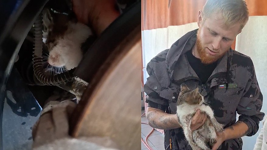 Главная картинка новости: «Как она туда залезла?»: в Новороссийске спасатели чудом вытащили котенка-девочку из автомобильной ловушки