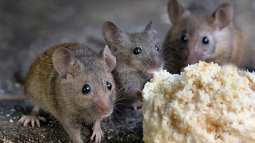 Главная картинка новости: Мыши выбирают себе жилище для зимовки по одному критерию: отпугиваем их раз и навсегда