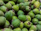 В Сочи собирают рекордный урожай фейхоа: почему этот сезон стал особенным