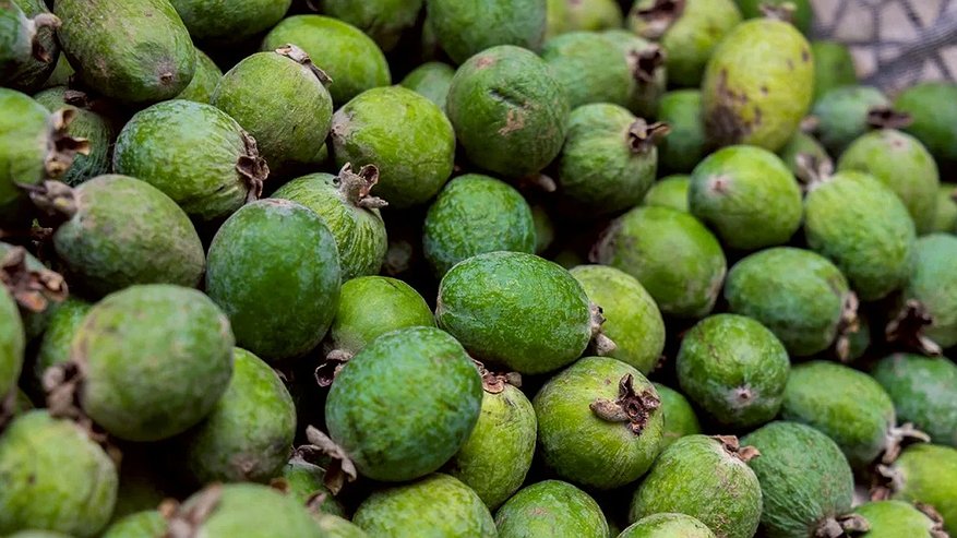 Главная картинка новости: В Сочи собирают рекордный урожай фейхоа: почему этот сезон стал особенным
