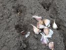 Сажаю озимый чеснок именно в эти даты: растет лучше – 6 лучших дней ноября