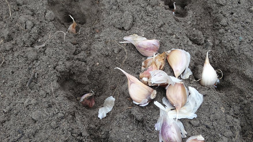 Главная картинка новости: Сажаю озимый чеснок именно в эти даты: растет лучше – 6 лучших дней ноября