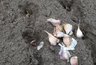Миниатюра новости: Сажаю озимый чеснок именно в эти даты: растет лучше – 6 лучших дней ноября