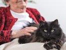 Ученые предупреждают: почему людям старше 60 лет нужно быть осторожнее с кошками