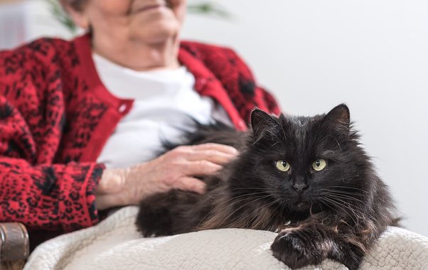 Ученые предупреждают: почему людям старше 60 лет нужно быть осторожнее с кошками