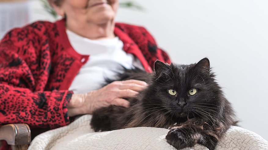 Главная картинка новости: Ученые предупреждают: почему людям старше 60 лет нужно быть осторожнее с кошками