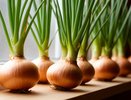 Лук на подоконнике: как круглый год иметь свежую зелень без хлопот и лишних трат