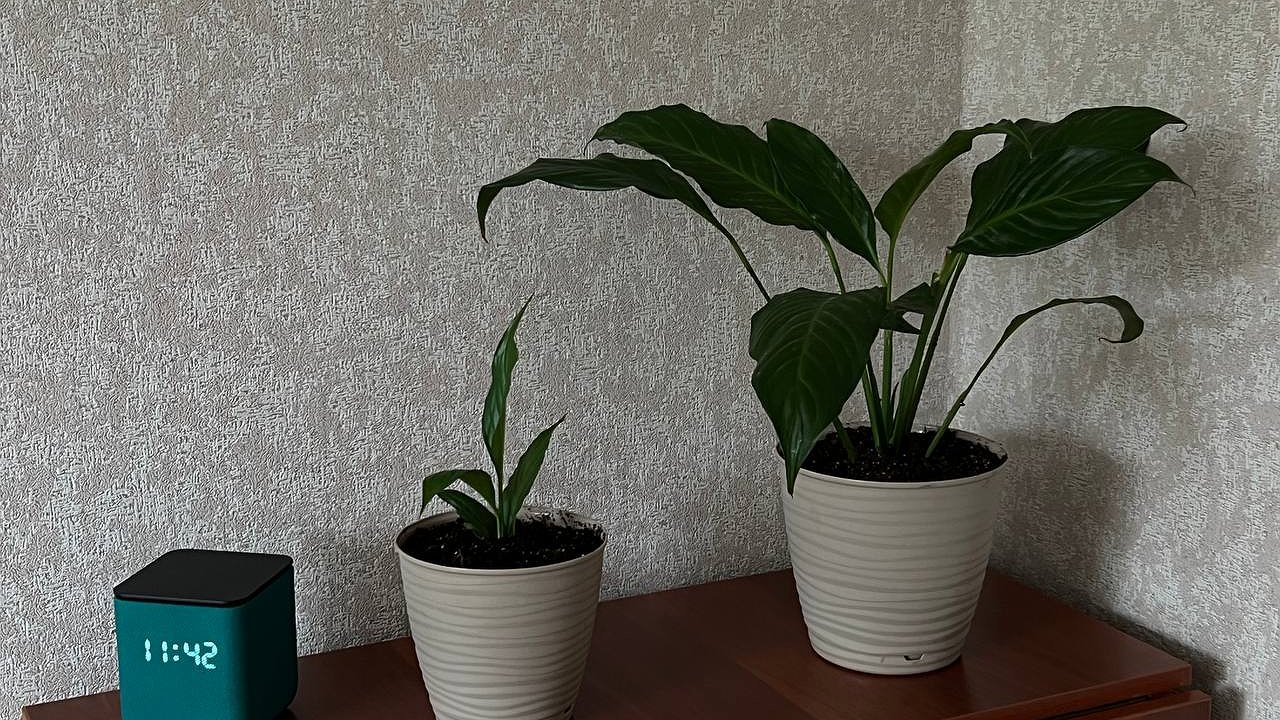 Главная картинка новости: Названы 7 растений, которые выживут даже у самого безответственного хозяина