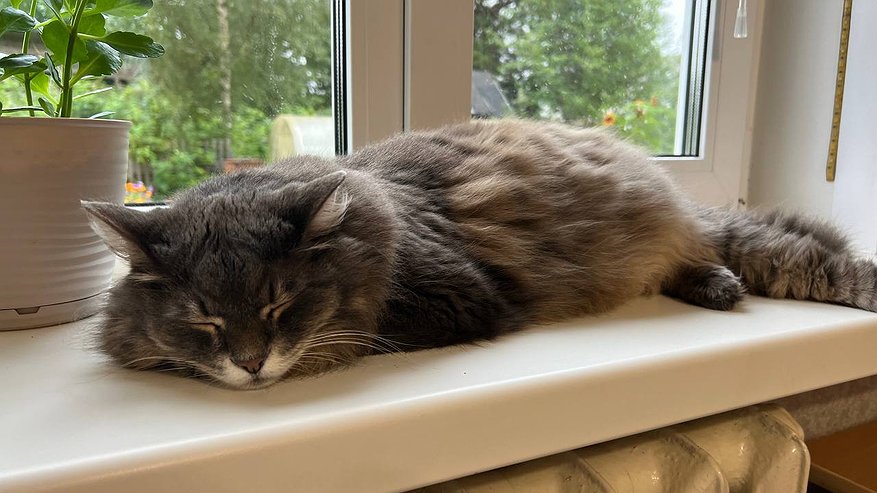 Главная картинка новости: Ветеринар предупредил: эти 5 «вредных» кошачьих привычек нельзя запрещать, иначе рискуете здоровьем питомца