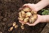 Миниатюра новости: С каждого куста — ведро картошки: проверенные сорта, которые не подведут